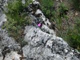 Vársonkolyos -Révi-szoros . Furta ÁMK.2012.06.07. - 20130127_111520_77_szirtse.jpg