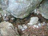 Hasadt-kő. Révi-szoros 2007.03.25. - 20130127_214907_47_szirtse.jpg