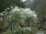 Hasadt-kő. Révi-szoros 2007.03.25. - 20130127_214936_100_szirtse.jpg