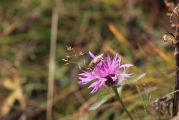 Vigyázó /1836m/  2013.09.22. - 20140316_201644_38_szirtse.jpg