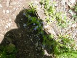 Túra a Révi szorosban a 9/B osztállyal. 2015.05.30. - 20170204_130443_95_szirtse.jpg