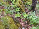 Túra a Sebes-körös szurdokvölgyében 2016.04.30. - 20170205_212216_17_szirtse.jpg