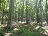 Sziklamászás Sólyom-kő andezit falain 2016.06.20. - 20170206_091232_73_szirtse.jpg