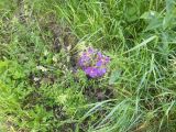 Abasár - 2010.05.24. - 20120210_164330_92_szirtse.jpg