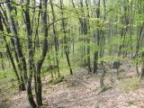 Abasár - 2010.04.24 - 20120212_112830_91_szirtse.jpg