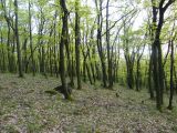 Abasár - 2010.04.24 - 20120212_112855_64_szirtse.jpg