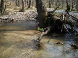 Berettyó-forrás 2011.04.17. - 20120310_212923_77_szirtse.jpg