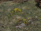Berettyó-forrás 2011.04.17. - 20120310_212950_90_szirtse.jpg