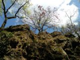 Mátra - Tarjánka - szurdok túra - 20120424_111555_92_szirtse.jpg