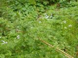 Biharfüred 2012.05.26. - 20120604_211422_93_szirtse.jpg