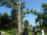 Madarak és Fák Napja 2012.06.04. - 20120609_205801_73_szirtse.jpg