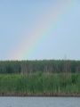 Komádi   Horgász-tó 2012.05.27. - 20120617_143645_75_szirtse.jpg